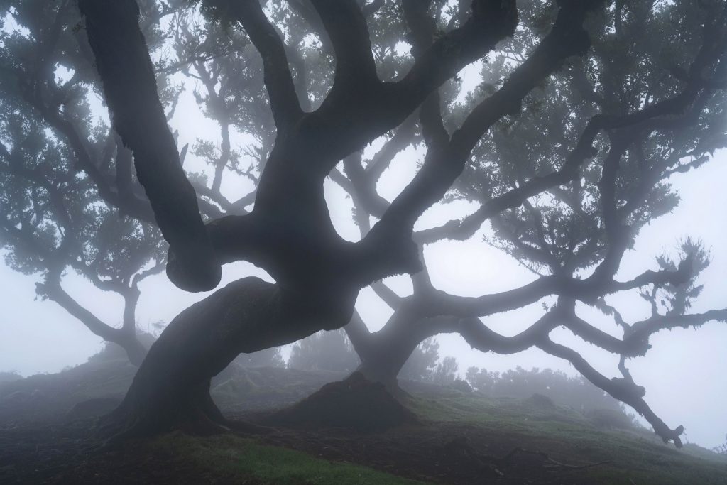 Madeira Fanal Lorbeerwald (5) Madeira Fanal Lorbeerwald (5)