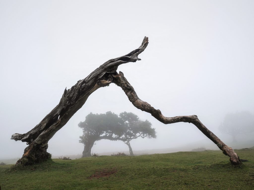 Madeira Fanal Lorbeerwald (6) Madeira Fanal Lorbeerwald (6)