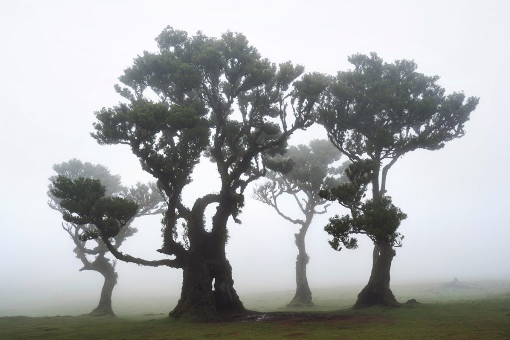 Madeira Fanal Lorbeerwald (7) Madeira Fanal Lorbeerwald (7)