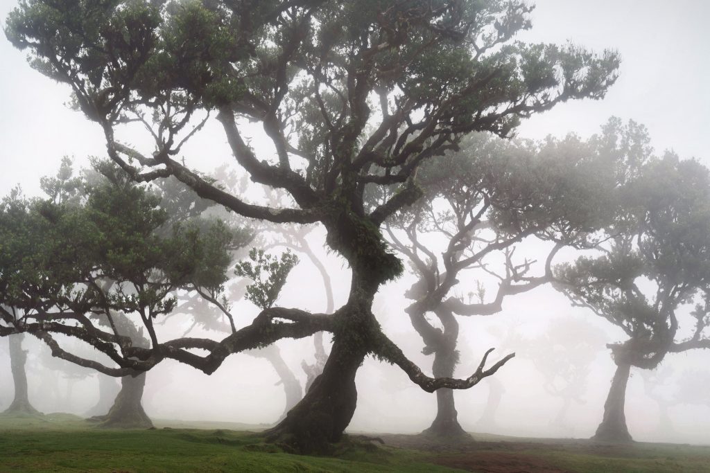 Madeira Fanal Lorbeerwald (8) Madeira Fanal Lorbeerwald (8)