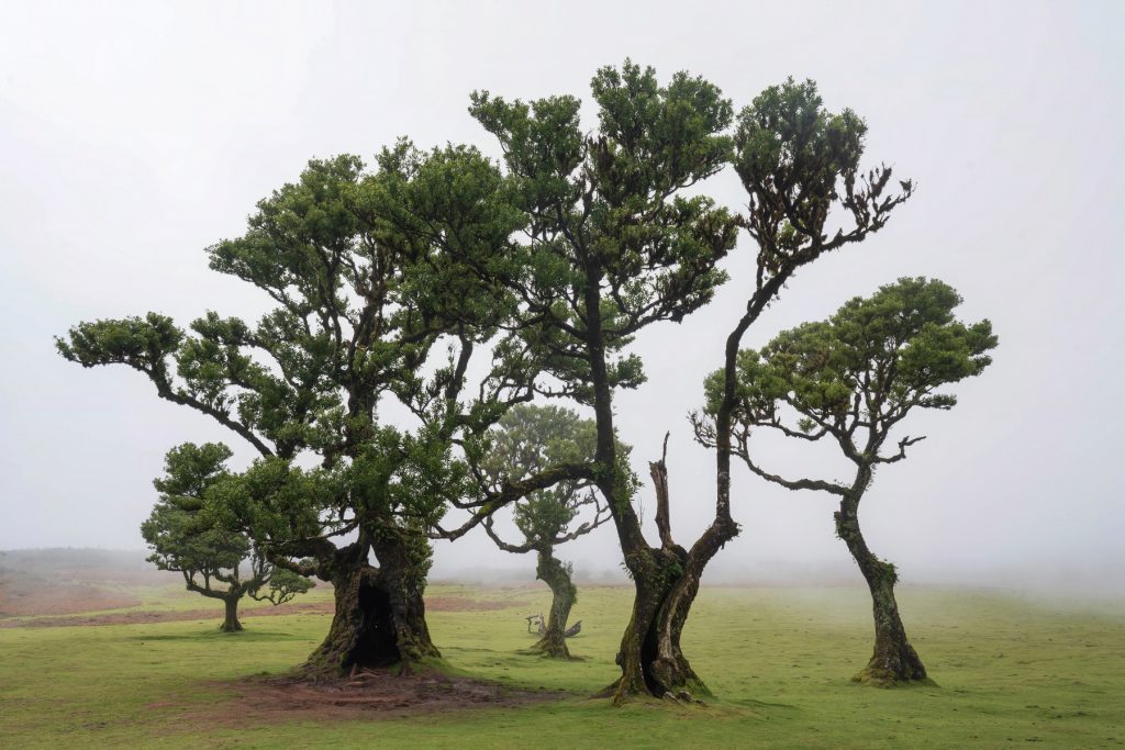 Madeira Fanal Lorbeerwald (9) Madeira Fanal Lorbeerwald (9)