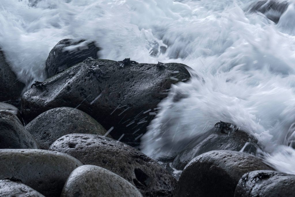 Madeira Wildlife Tierfotografie (1)