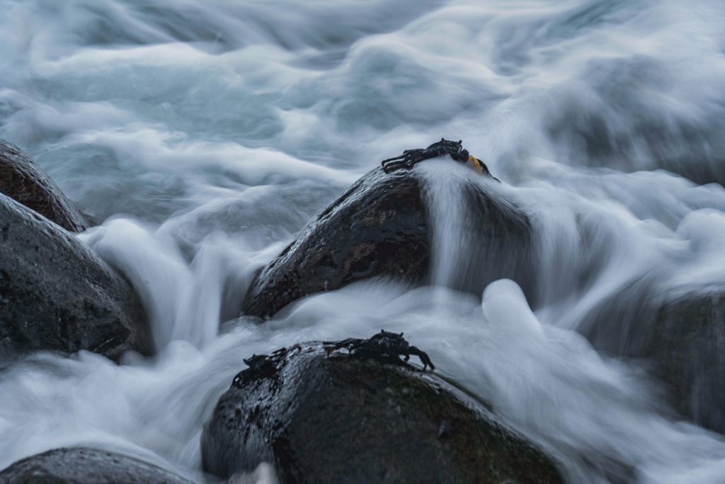 Madeira Wildlife Tierfotografie (10)