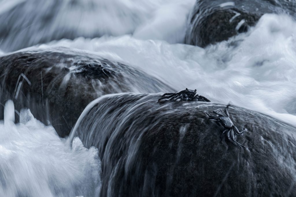 Madeira Wildlife Tierfotografie (3)