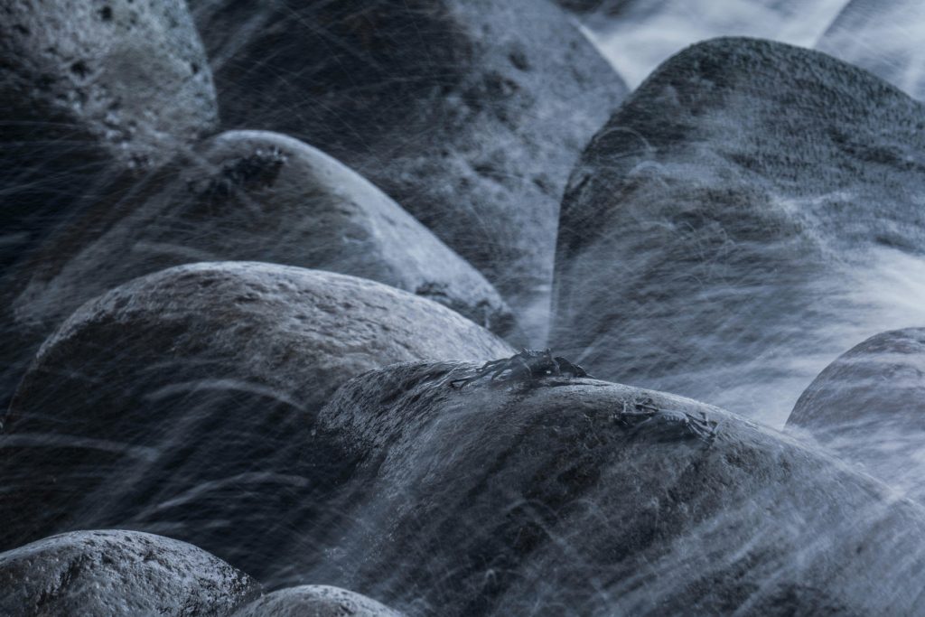 Madeira Wildlife Tierfotografie (4)