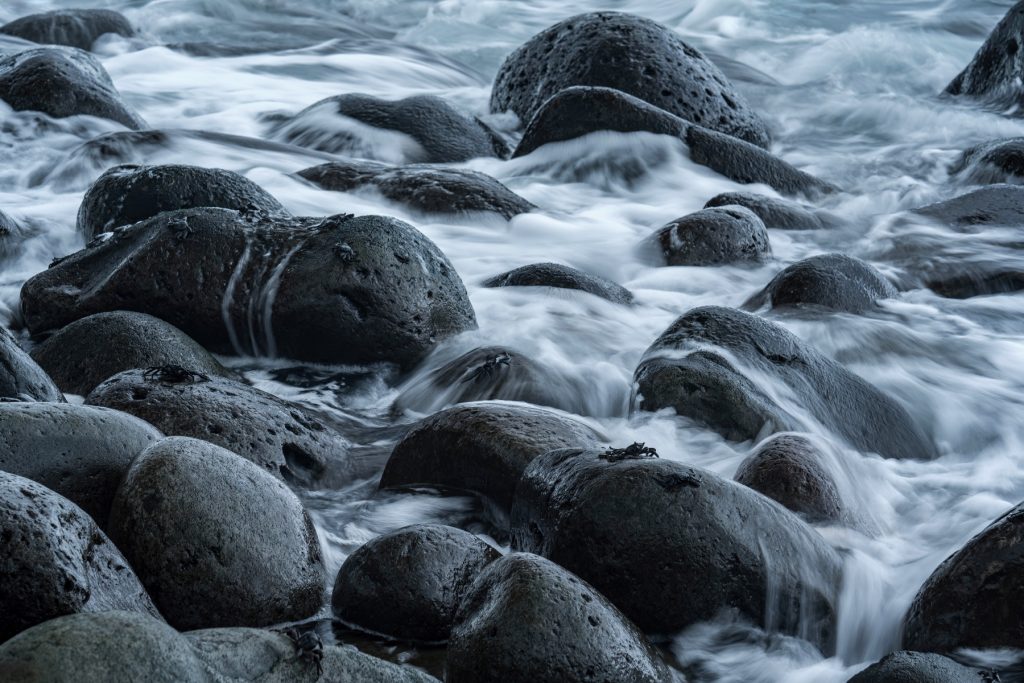 Madeira Wildlife Tierfotografie (6)