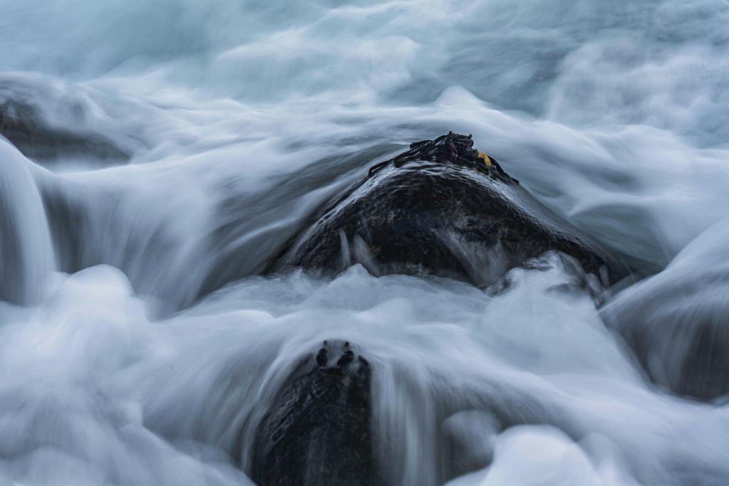 Madeira Wildlife Tierfotografie (8)