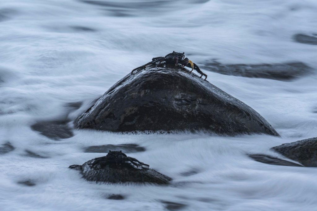 Madeira Wildlife Tierfotografie (9)
