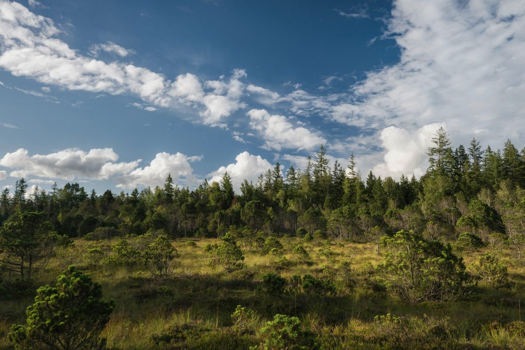 Moor Oberbayern Murnau Benediktbeuern (11)
