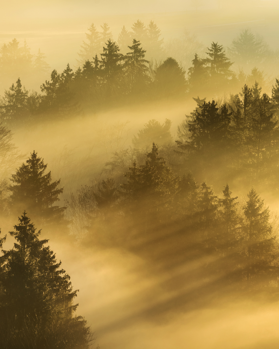 Nebel Landschaftsfotografie Bayern (13)