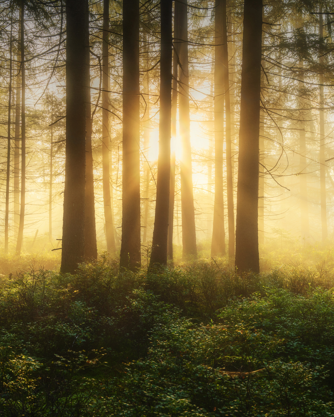 Nebel Landschaftsfotografie Bayern (15)