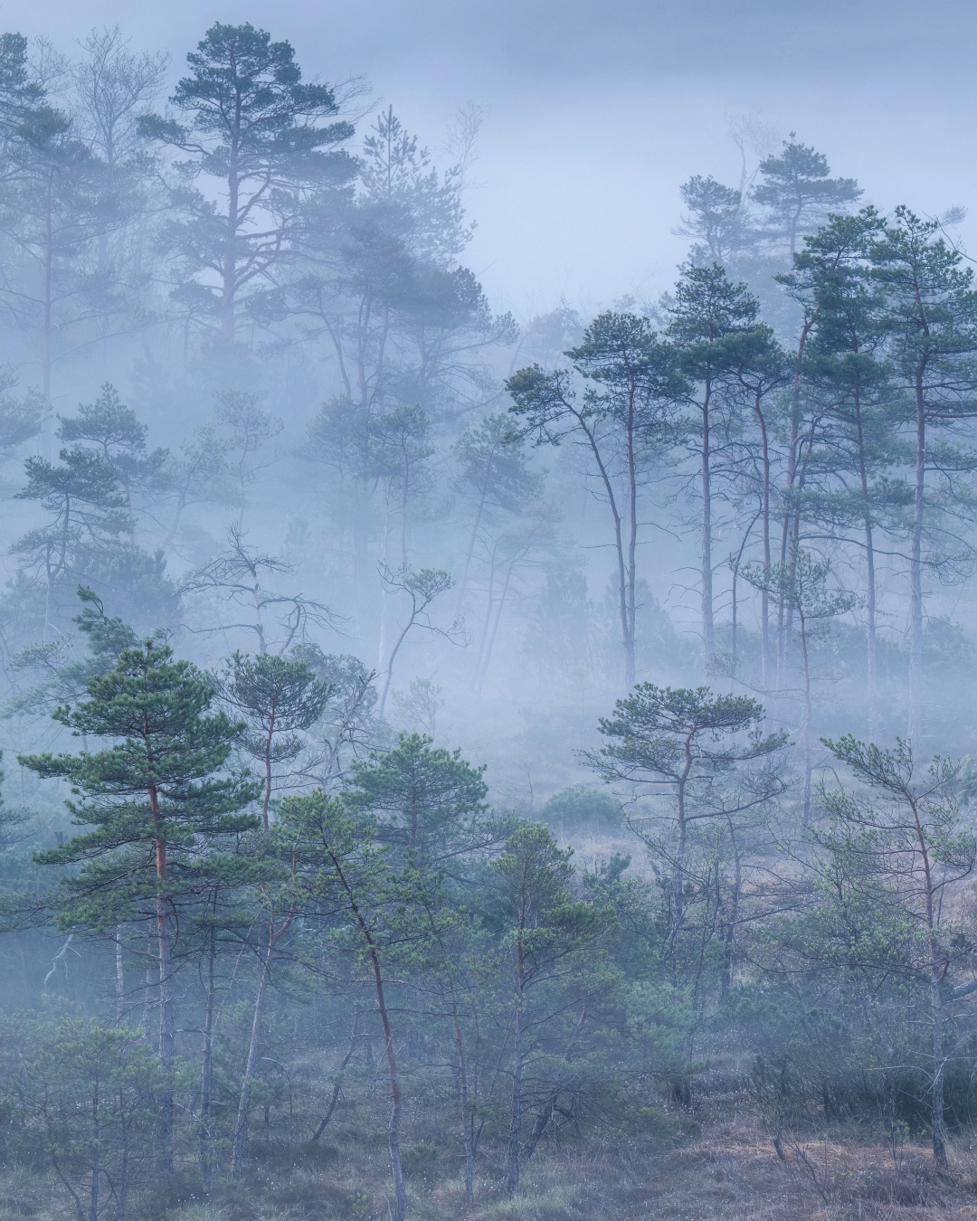 Nebel Landschaftsfotografie Bayern (4)