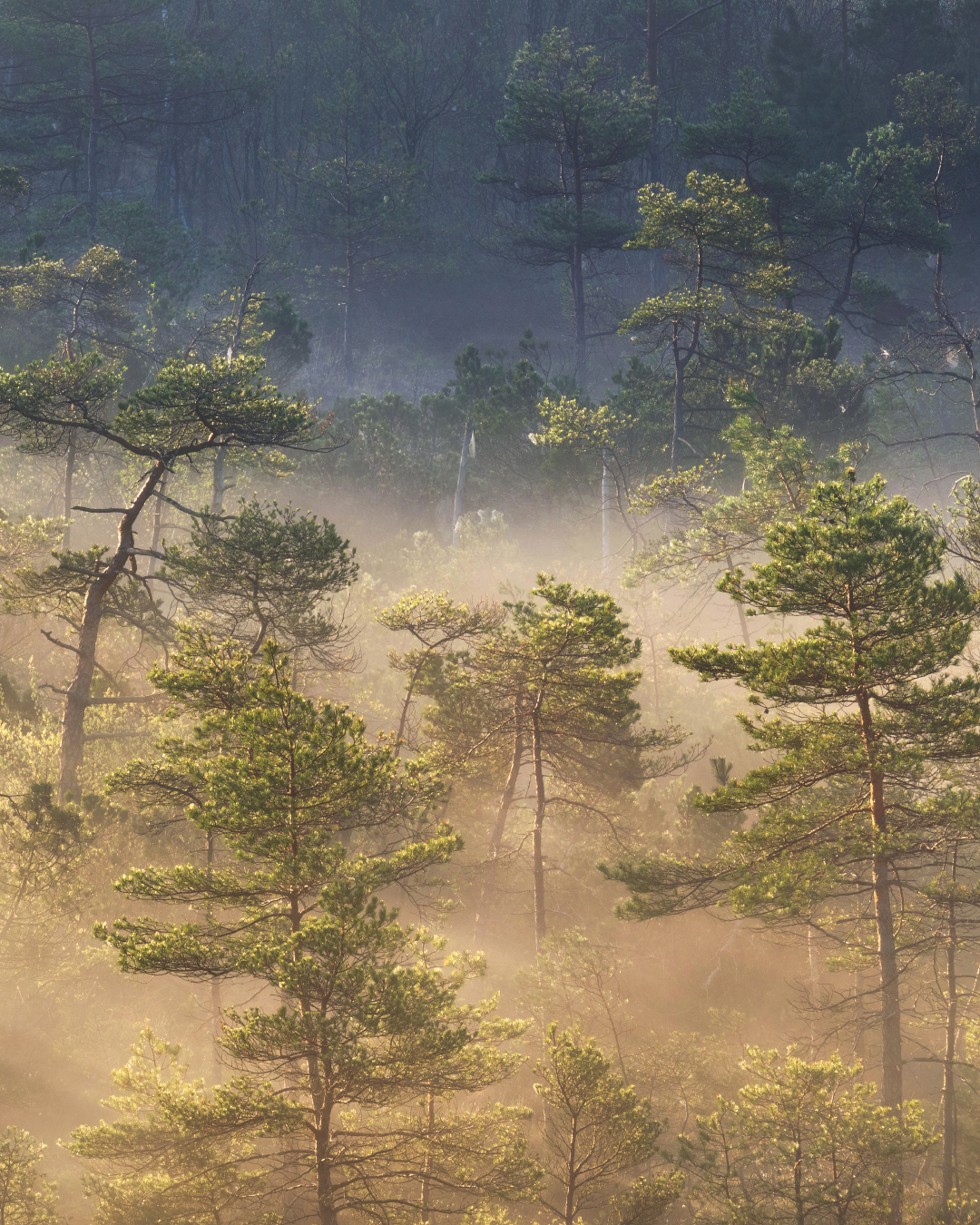Nebel Landschaftsfotografie Bayern (6)