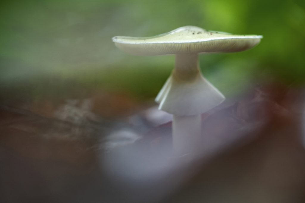 Pilze Herbst Bayern oberbayern