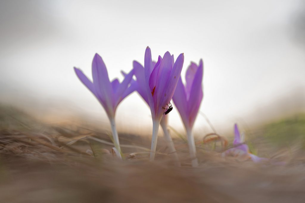 Herbstzeitlose Blüte Bayern