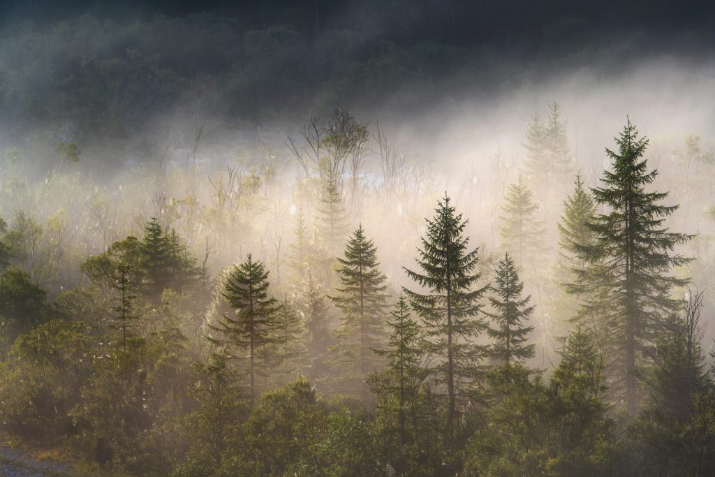 Bayern Wald Alpen Waldfoto Waldfotografie