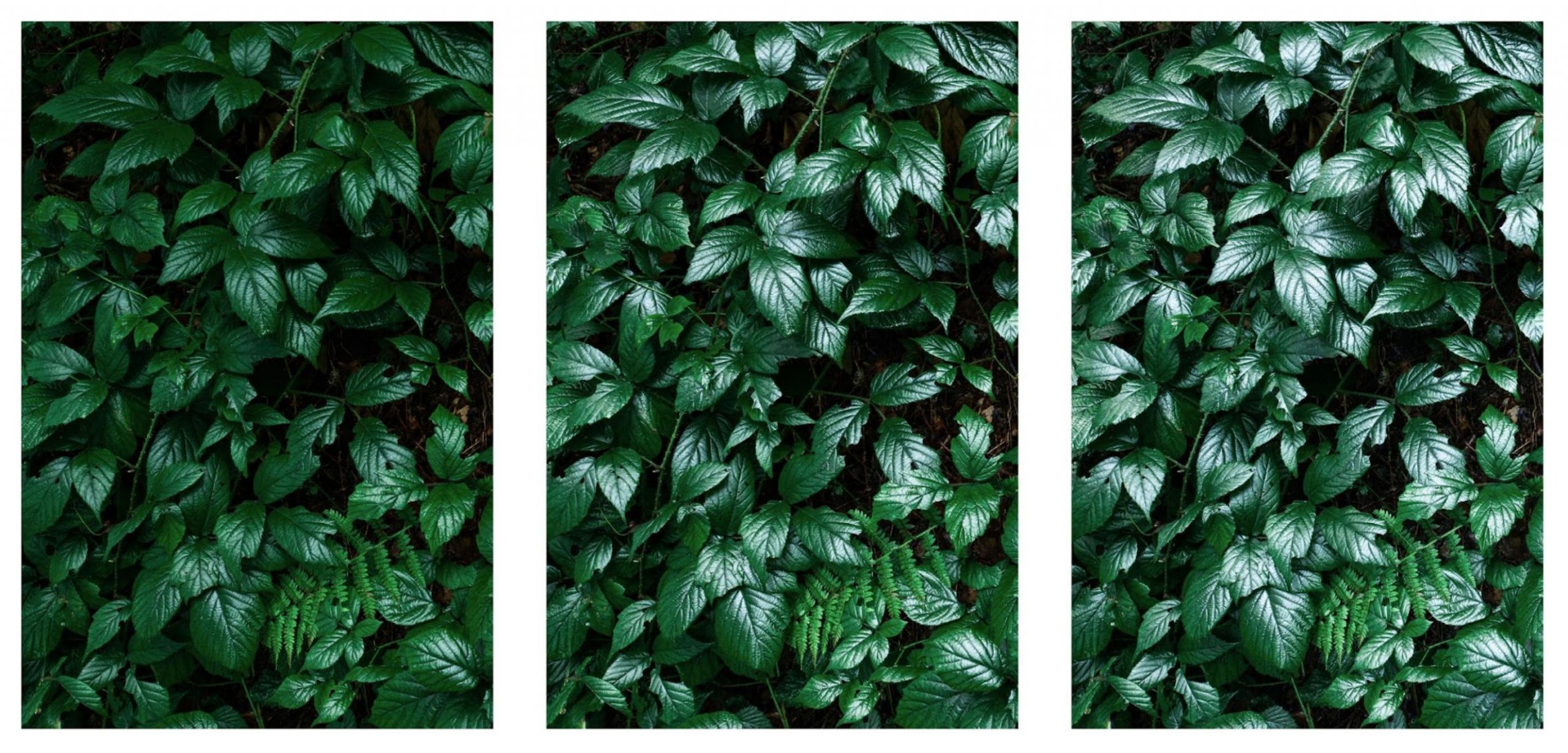 Polfilter Polarisationsfilter Waldfotografie Polfilter Polarisationsfilter Waldfotografie