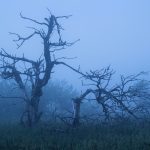 Rhoen Bäume Nebel (18)