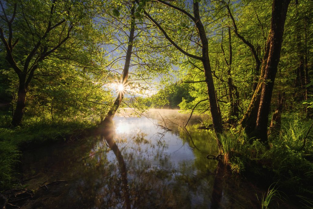 Sonnenaufgang Wald Frühling