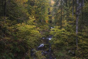 Waldfotografie Bayerischer Wald Fotoworkshop (1)