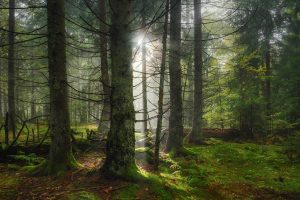 Waldfotografie Bayerischer Wald Fotoworkshop (2)