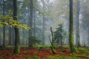 Waldfotografie Bayerischer Wald Fotoworkshop (3)