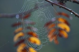 Waldfotografie Bayerischer Wald Fotoworkshop (4)