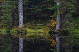 Waldfotografie Bayerischer Wald Fotoworkshop (5)