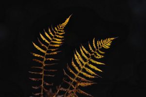 Waldfotografie Bayerischer Wald Fotoworkshop (6)