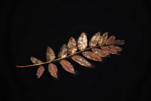 Waldfotografie Bayerischer Wald Fotoworkshop (7)