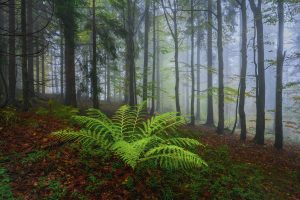 Waldfotografie Bayerischer Wald Fotoworkshop (8)