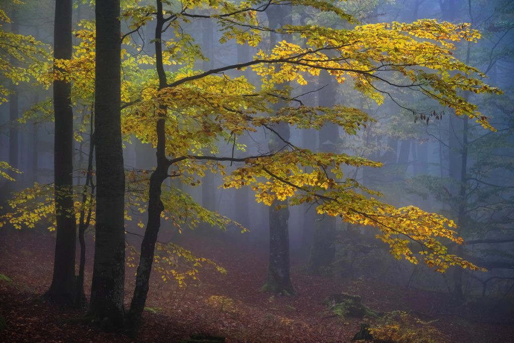 Waldfotografie Bayerischer Wald Fotoworkshop (9)