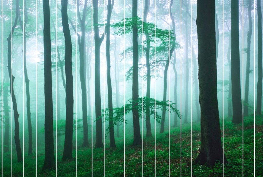 Waldfotografie Bildkomposition im Wald Waldfotografie Bildkomposition im Wald