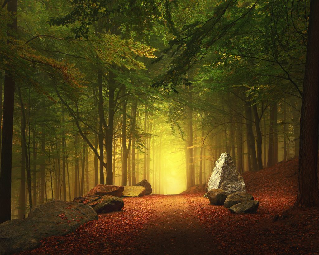 Waldfotografie Herbst Ein schöner Weg durch einen Wald im Herbst