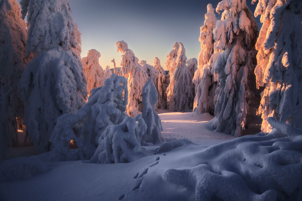 erzgebirge winter wald 1902060841 erzgebirge winter wald 1902060841