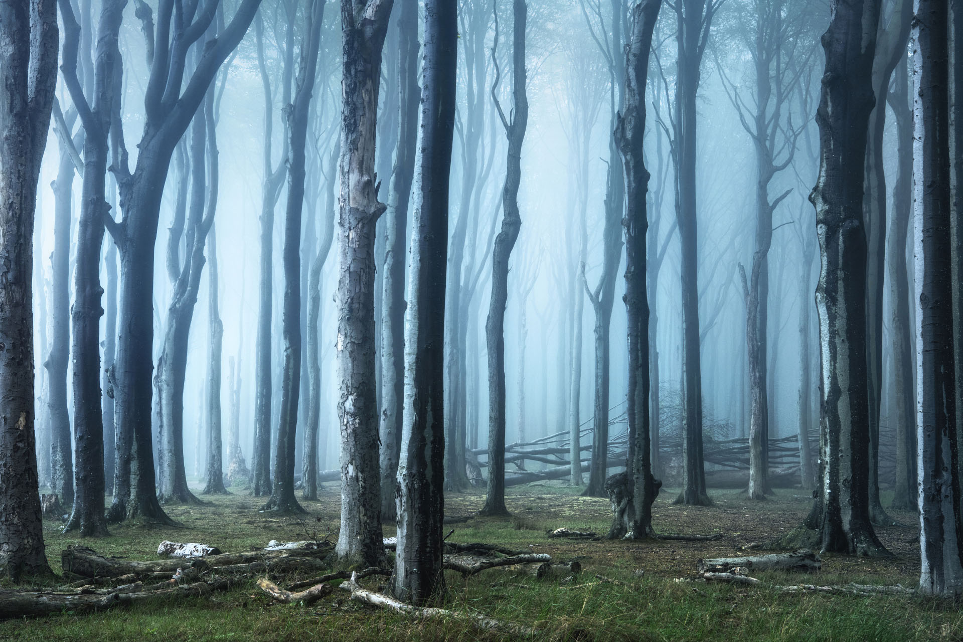 gespensterwald nienhagen nebel 1905200906