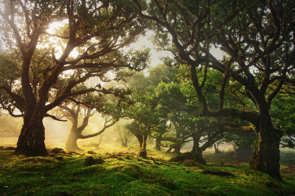 madeira loorbeer baeume fanal nebel 1903201906 madeira loorbeer baeume fanal nebel 1903201906
