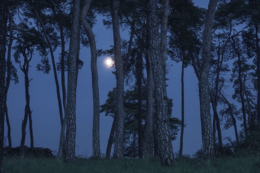 mond mondlicht wald baeume 1610131849 mond mondlicht wald baeume 1610131849