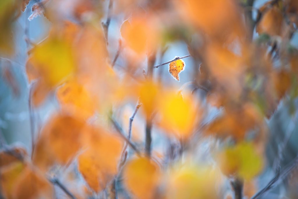 offenblende naturfotografie wald baum 2110250701 offenblende naturfotografie wald baum 2110250701