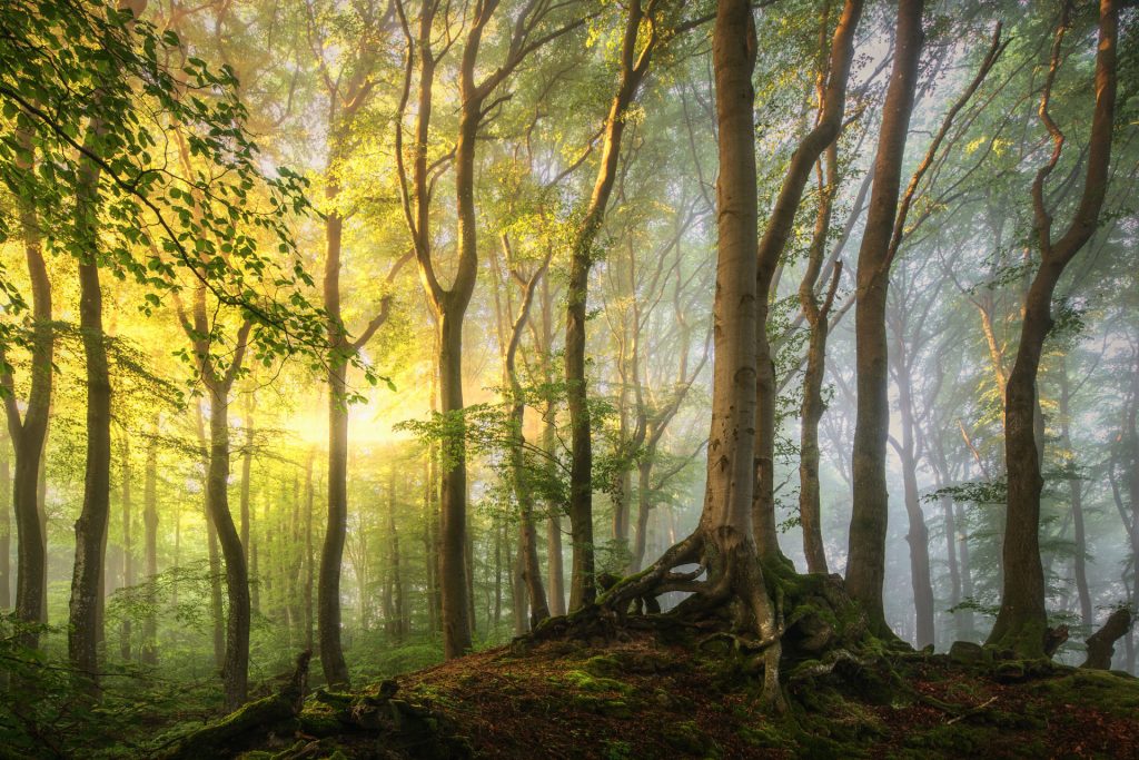 schoenstes waldbild nebel deutschland wald 1805250523 schoenstes waldbild nebel deutschland wald 1805250523