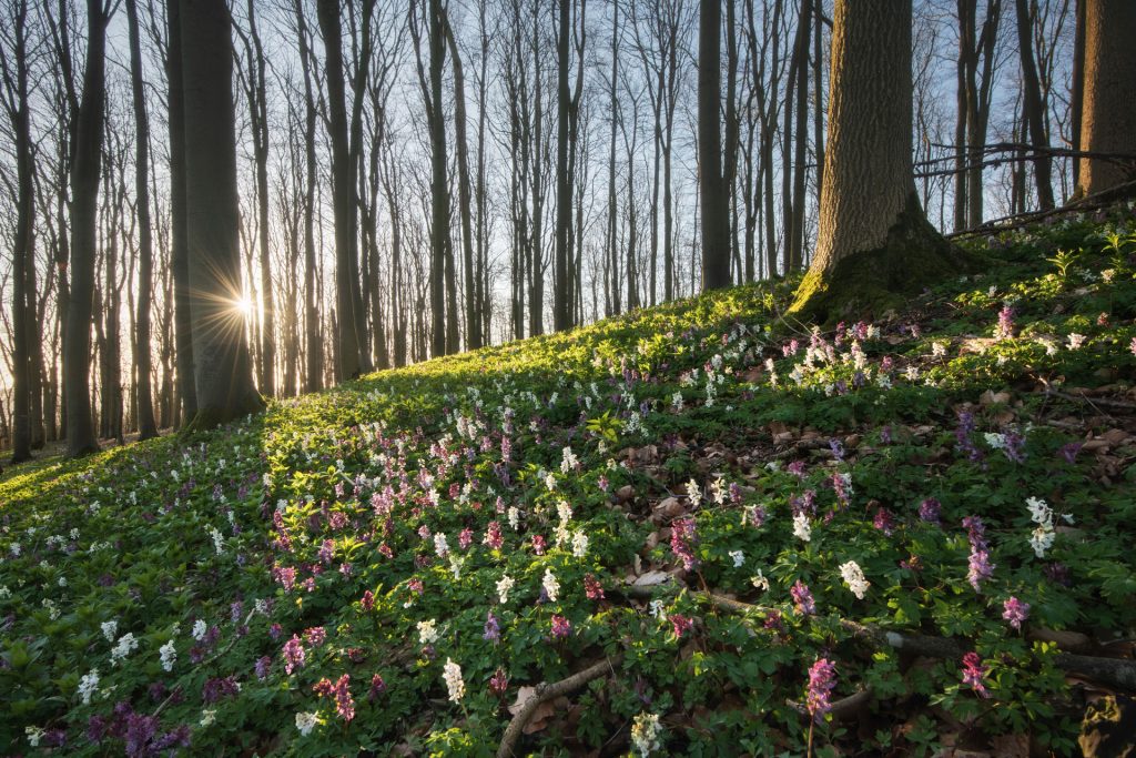 teutoburger wald lerchensporn bluete 1904050642 teutoburger wald lerchensporn bluete 1904050642