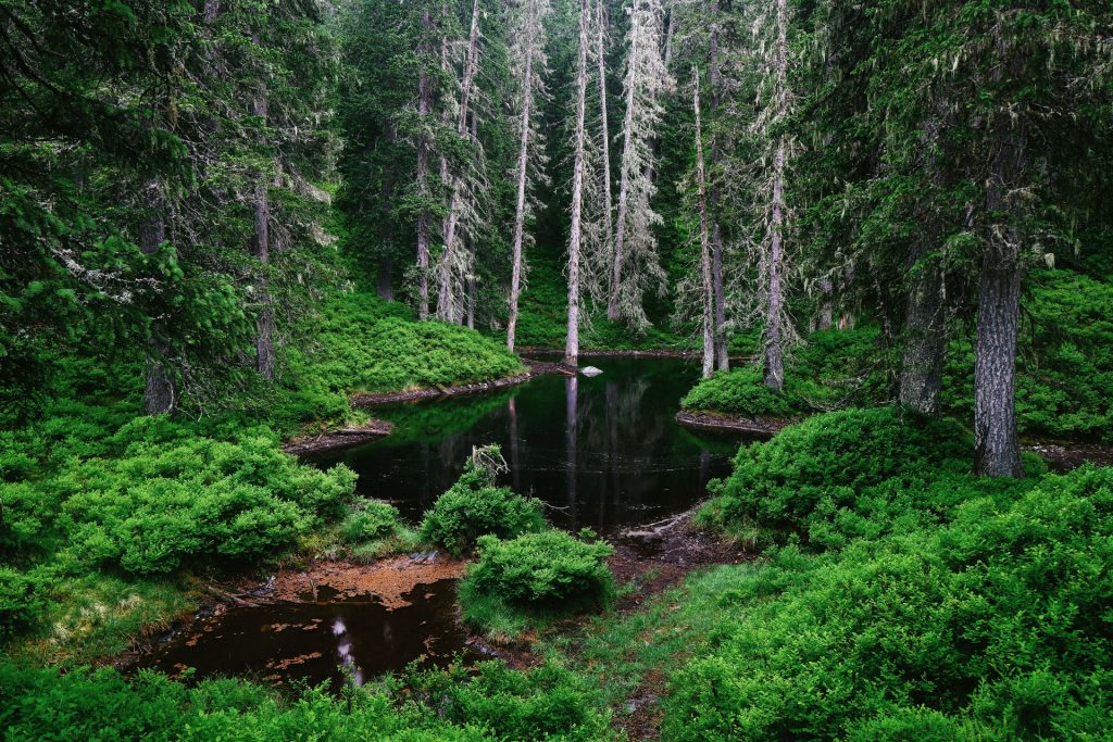 urwald oesterreich 1706250712 urwald oesterreich 1706250712