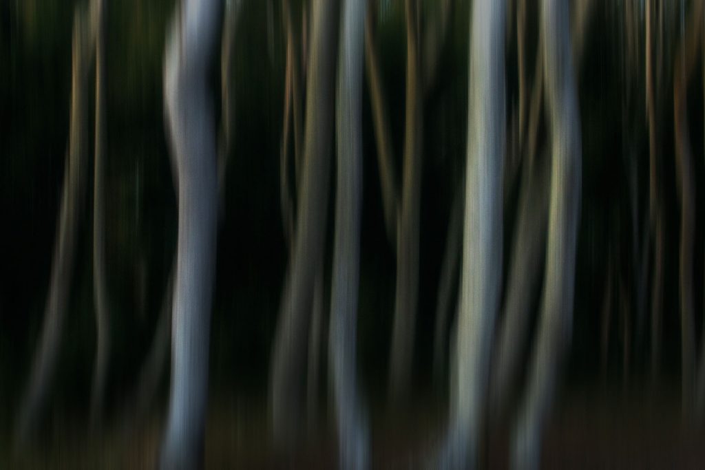 wald abstrakt wischer baeume 2109281758 wald abstrakt wischer baeume 2109281758
