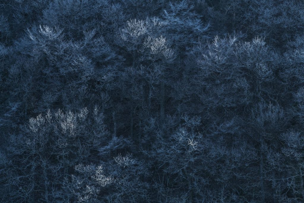 wald dunkel fineart abstrakt 1902071048 wald dunkel fineart abstrakt 1902071048