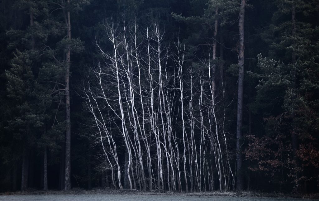 wald minimalistisch abstrakt kunst 1403060853 wald minimalistisch abstrakt kunst 1403060853