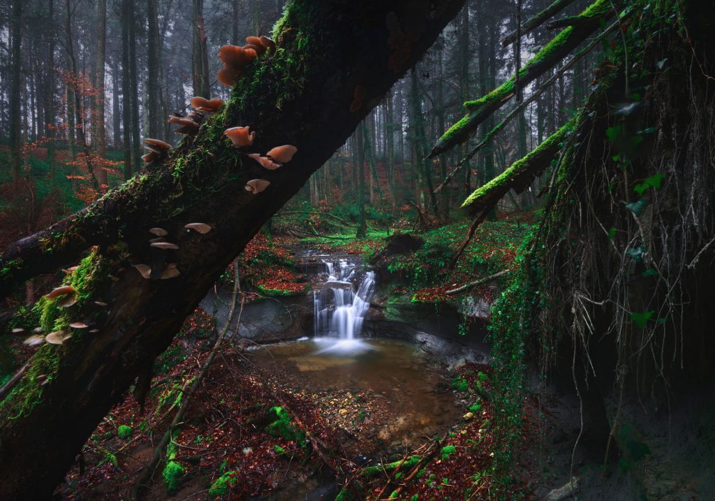 wasserfall wald pilze 1911171129 wasserfall wald pilze 1911171129