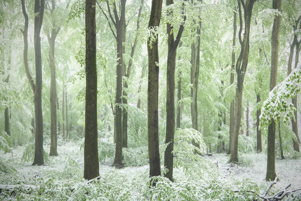 wintereinbruch fruehling wald 1905041029 wintereinbruch fruehling wald 1905041029